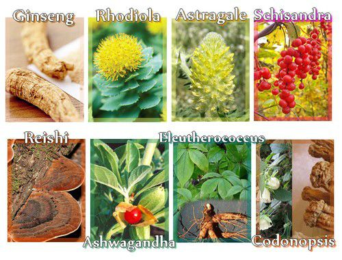 Plantes adaptogènes soutiennent l'équilibre du corps, optimisent la réponse physiologique au stress (rhodiola, ashwaganda...)